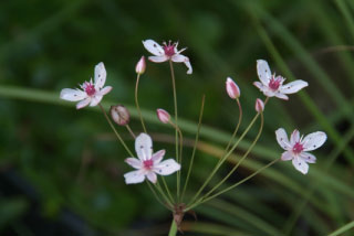 Butomus umbellatusZwanebloem bestellen